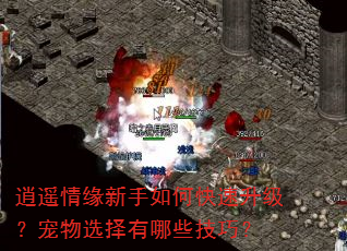 逍遥情缘新手如何快速升级?宠物选择有哪些技巧? 逍遥情缘新手如何快速升级?宠物选择有哪些技巧?